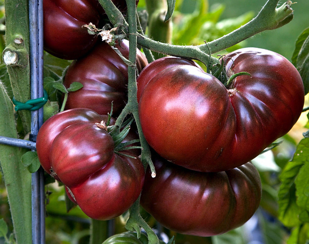 Grow Champion Foliar Fertilizer