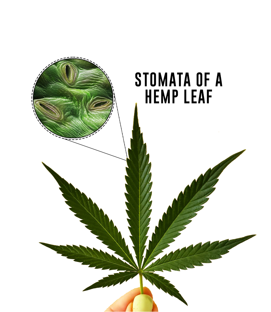 stomata of a hemp leaf