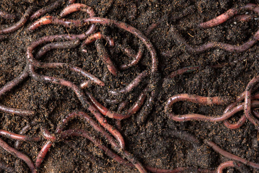 Worms - The Microbial Alchemists