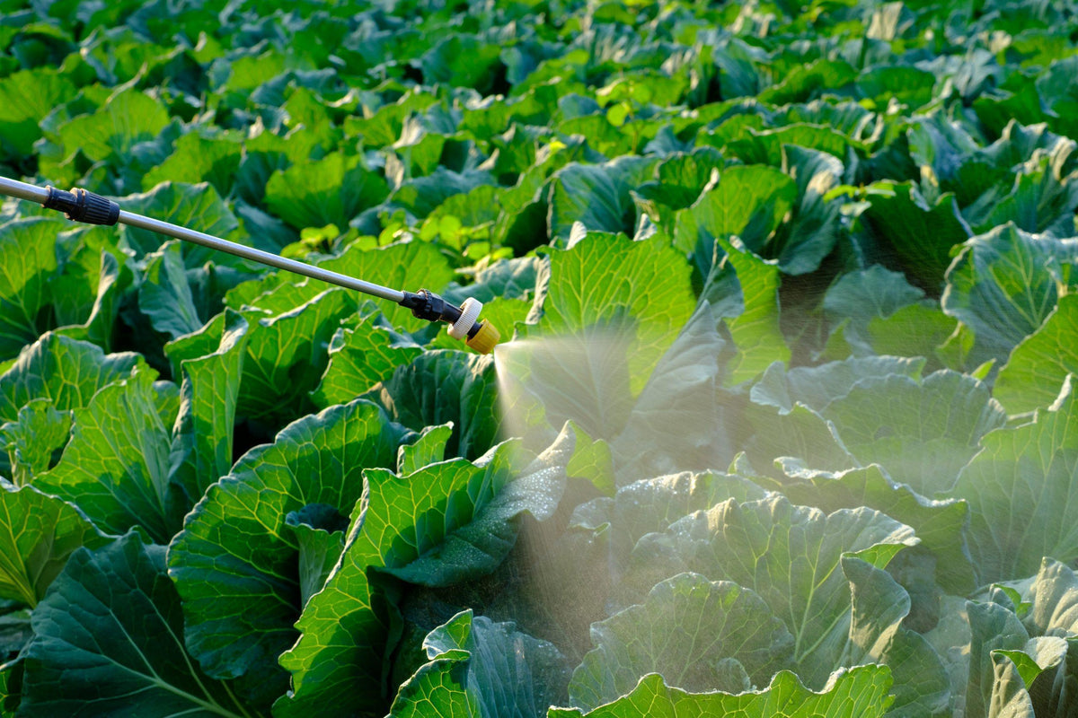 Beyond the Roots: Feeding Plants Through Their Leaves
