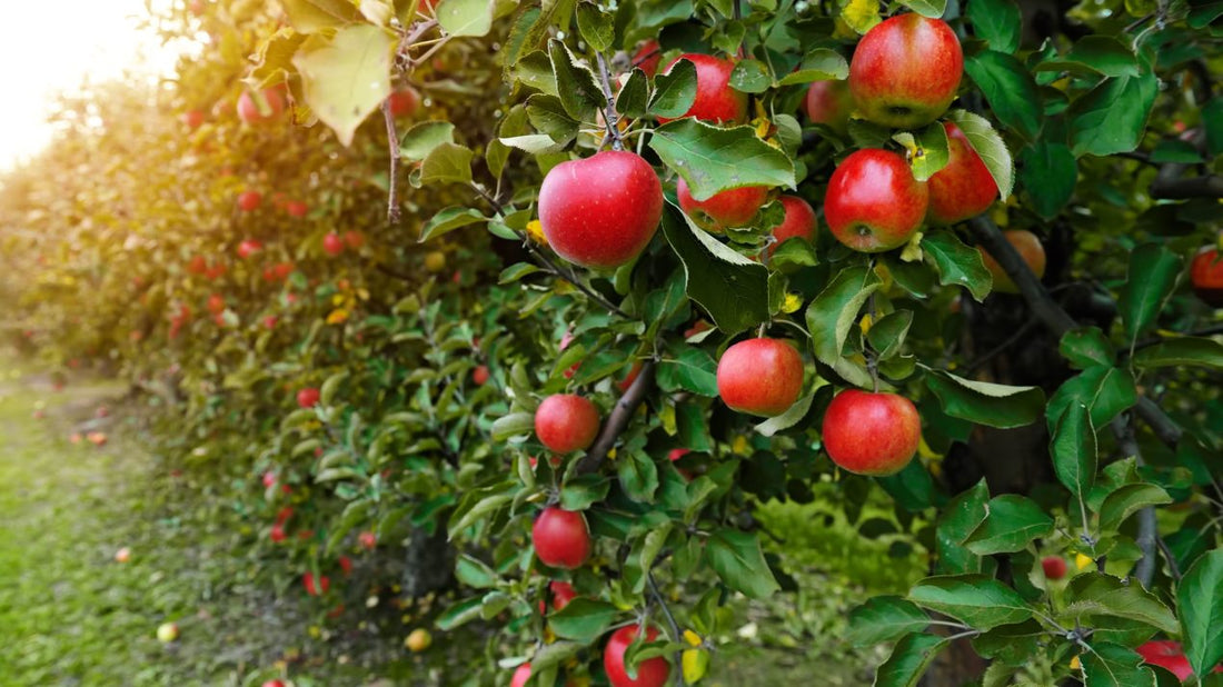 Fruit Tree Nutrition: Balancing Micros for Better Harvests