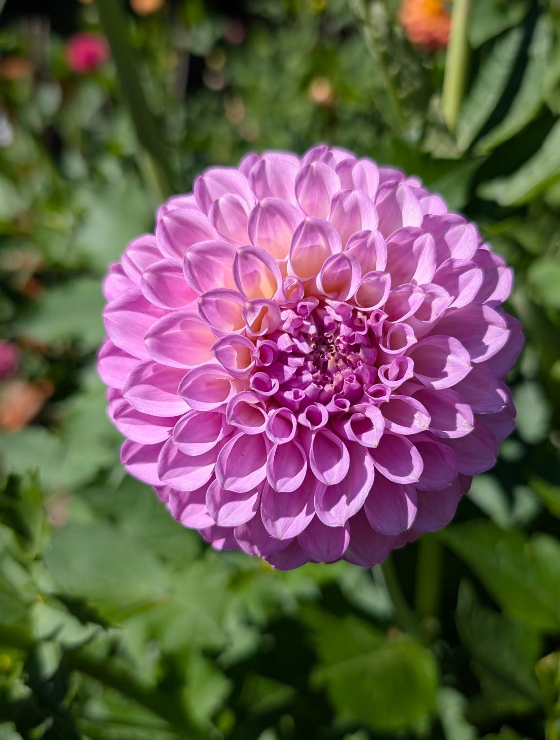 Close-up of a pink flower with a blurred green background