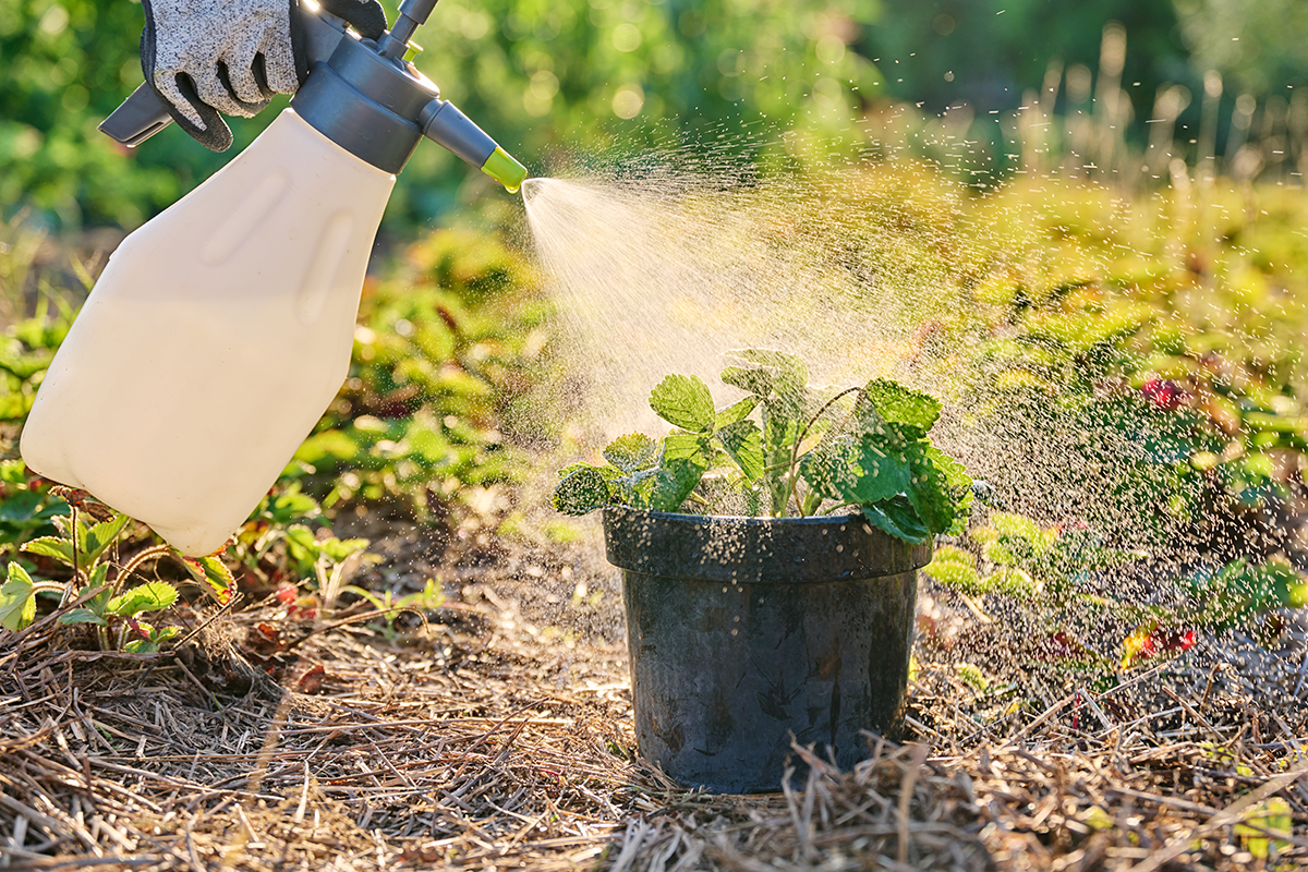 Grow Champion Foliar Fertilizer