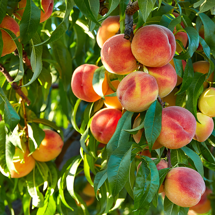 Bloom Champion Foliar Fertilizer