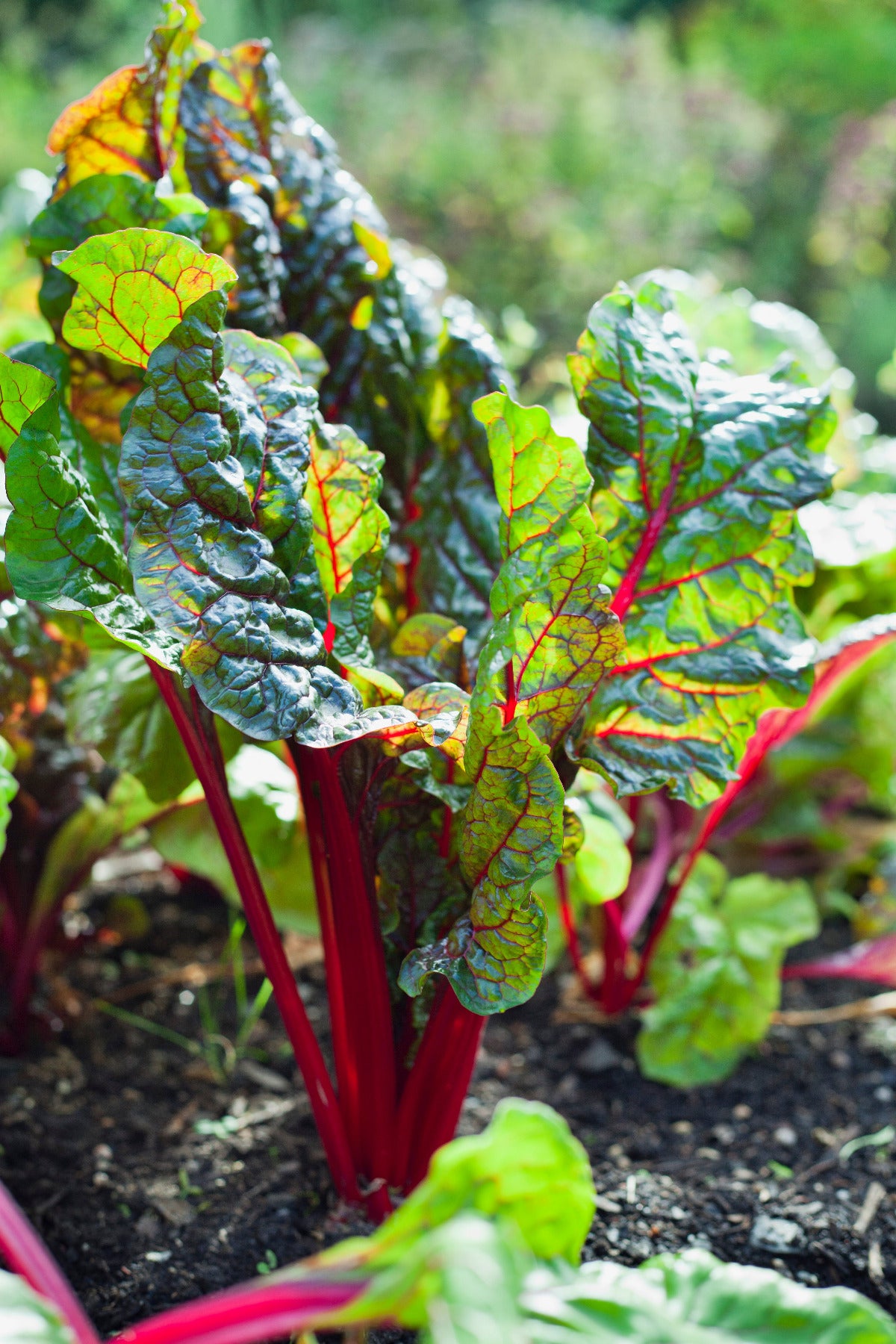 Grow Champion Foliar Fertilizer